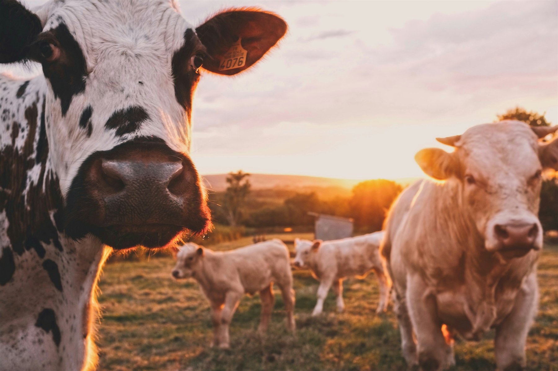 A calf and cow standing nose-to-nose in the last light of day